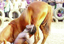 Festival international des arts équestres : la 2e édition à l’hippodrome de Ouagadougou
