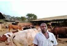 Filière lait local : Les cinq plaies d’un secteur porteur