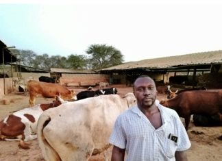 Filière lait local : Les cinq plaies d’un secteur porteur