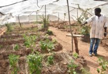 Récupération des terres dans le Plateau central: La touche de Ablacé Compaoré sur la plaine de Betta