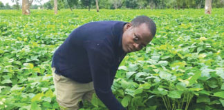 Inoussa Ouédraogo, président de l’UNPSB du Burkina : « Pour cette campagne, nous envisageons 20 mille tonnes de semences »