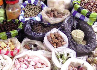 Produits forestiers non ligneux : Mieux cerner les opportunités d’affaires du sous-secteur