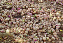 Maraîchage à Bagré et à Loumbila : Les cris de détresse des producteurs