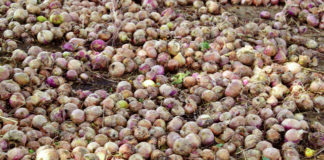 Maraîchage à Bagré et à Loumbila : Les cris de détresse des producteurs