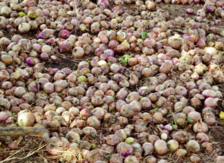 Maraîchage à Bagré et à Loumbila : Les cris de détresse des producteurs