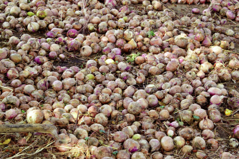 Maraîchage à Bagré et à Loumbila : Les cris de détresse des producteurs