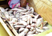 Pêche artisanale: une pourvoyeuse d’emplois peu « valorisée »