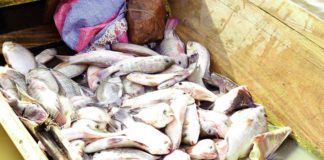 Pêche artisanale: une pourvoyeuse d’emplois peu « valorisée »