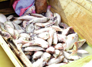 Pêche artisanale: une pourvoyeuse d’emplois peu « valorisée »