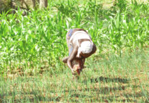 Impact du changement climatique sur l’agriculture