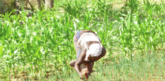 Impact du changement climatique sur l’agriculture