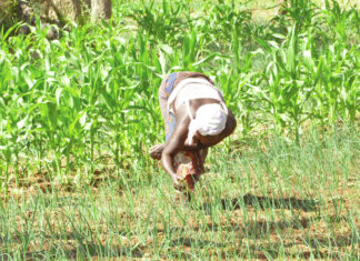 Impact du changement climatique sur l’agriculture