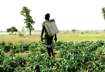 Utilisation des pesticides : une menace pour l’environnement
