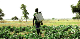 Utilisation des pesticides : une menace pour l’environnement