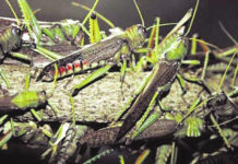 Lutte contre le criquet pèlerin:les membres du poste de commandement national installés