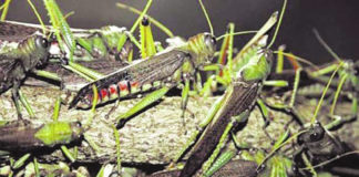 Lutte contre le criquet pèlerin:les membres du poste de commandement national installés