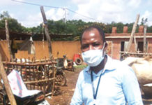 Tabaski: des moutons sans clients