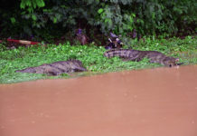 Pluie diluvienne à Ouagadougou: des crocodiles dans la rue