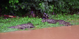 Pluie diluvienne à Ouagadougou: des crocodiles dans la rue