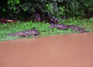 Pluie diluvienne à Ouagadougou: des crocodiles dans la rue