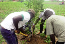 Actu vert : Reboisement au Burkina Faso