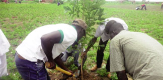 Actu vert : Reboisement au Burkina Faso