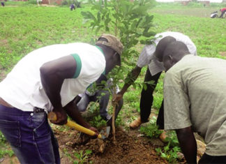 Actu vert : Reboisement au Burkina Faso
