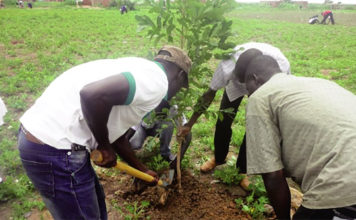 Actu vert : Reboisement au Burkina Faso