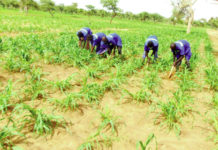 Campagne agricole 2020-2021: Bonne physionomie des champs au Sahel
