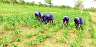 Campagne agricole 2020-2021: Bonne physionomie des champs au Sahel