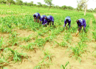 Campagne agricole 2020-2021: Bonne physionomie des champs au Sahel