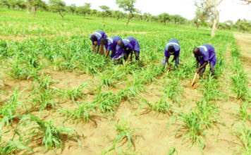 Campagne agricole 2020-2021: Bonne physionomie des champs au Sahel