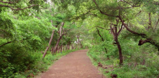 Actu vert: Que sont devenus nos espaces verts ?