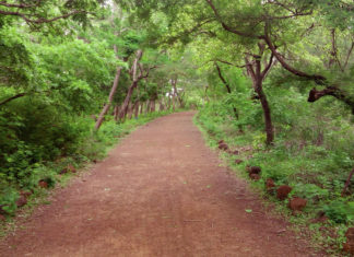 Actu vert: Que sont devenus nos espaces verts ?