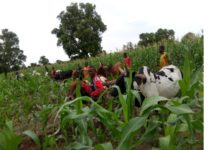 Campagne agricole : une bonne physionomie dans la Boucle du Mouhoun