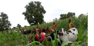 Campagne agricole : une bonne physionomie dans la Boucle du Mouhoun