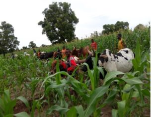 Campagne agricole : une bonne physionomie dans la Boucle du Mouhoun