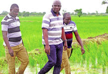 Campagne agricole dans la Boucle du Mouhoun : De bonnes récoltes en perspective