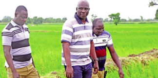Campagne agricole dans la Boucle du Mouhoun : De bonnes récoltes en perspective