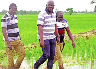 Campagne agricole dans la Boucle du Mouhoun : De bonnes récoltes en perspective