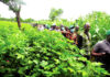 Campagne agricole 2020-2021 : Physionomie disparate dans les Hauts-Bassins et le Sud-Ouest