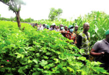 Campagne agricole 2020-2021 : Physionomie disparate dans les Hauts-Bassins et le Sud-Ouest