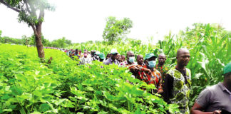 Campagne agricole 2020-2021 : Physionomie disparate dans les Hauts-Bassins et le Sud-Ouest