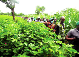 Campagne agricole 2020-2021 : Physionomie disparate dans les Hauts-Bassins et le Sud-Ouest