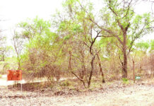 Programme d’investissement forestier: le rapport du PGFC/REDD+ en validation