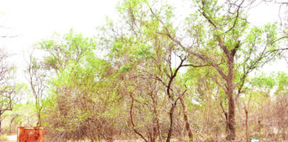 Programme d’investissement forestier: le rapport du PGFC/REDD+ en validation