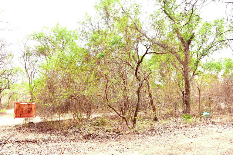 Programme d’investissement forestier: le rapport du PGFC/REDD+ en validation