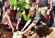 Reboisement : 1 200 plants de diverses espèces mis en terre à Poura
