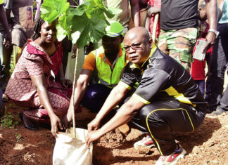 Reboisement : 1 200 plants de diverses espèces mis en terre à Poura