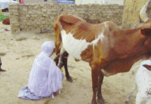 Résilience des personnes déplacées internes: le combat des femmes de la région du Sahel